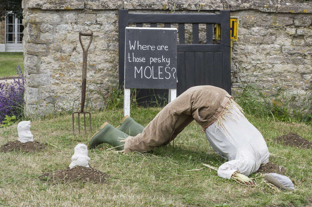 "Where are those Pesky Moles"