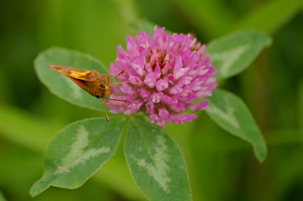 A Moth Macro