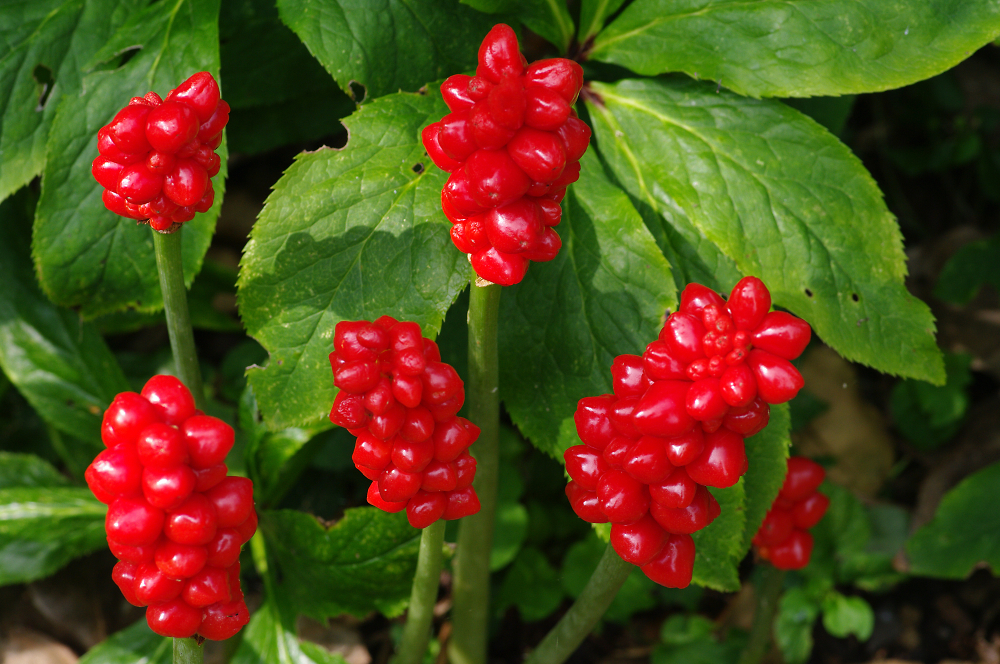 Cuckoo Pint