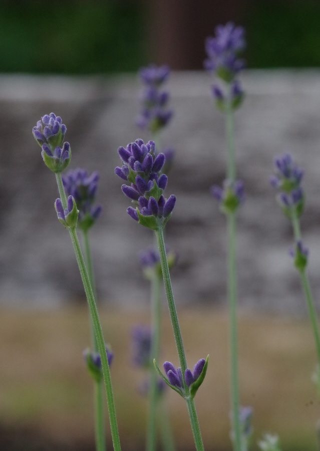 Early Lavender