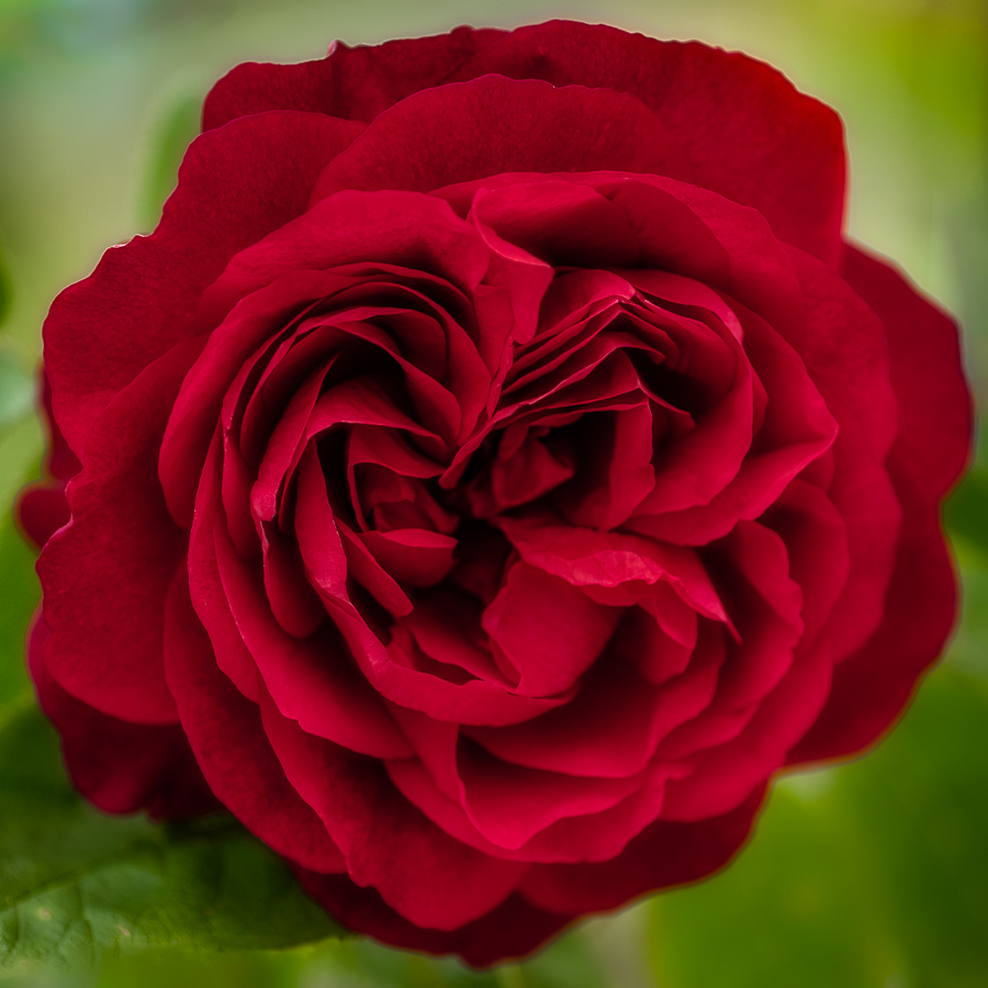 Old Fashioned Rose