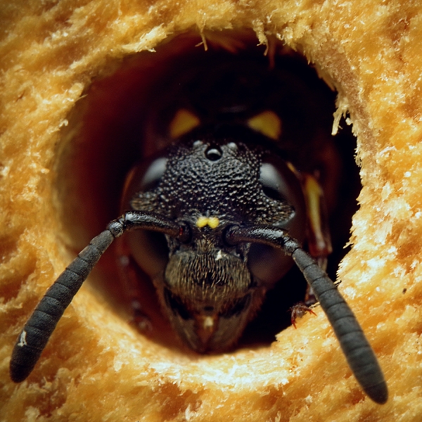 A mason bee emerging from her nest hole.