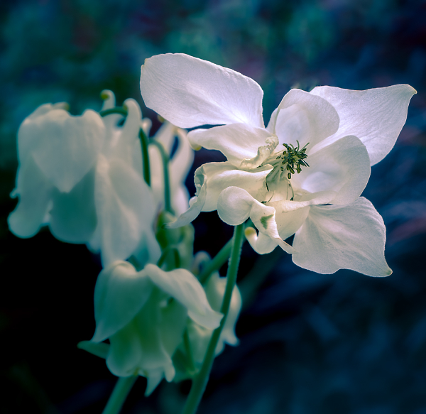 Backlit Angel