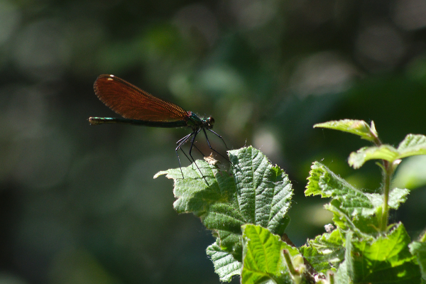 Beautiful Demoiselle (female)