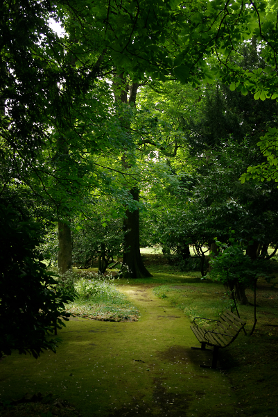Bench in the woods