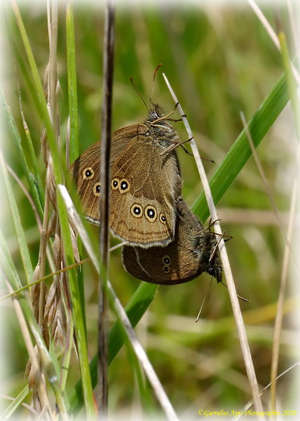 Birds do it, Bees do it, even Ringlet Butterflies do it...