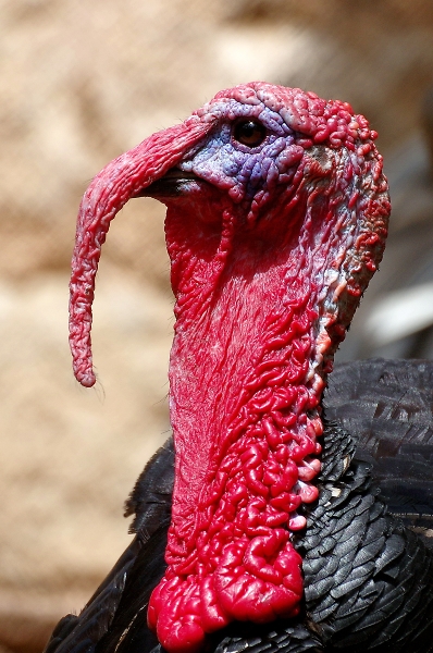 Christmas dinner?