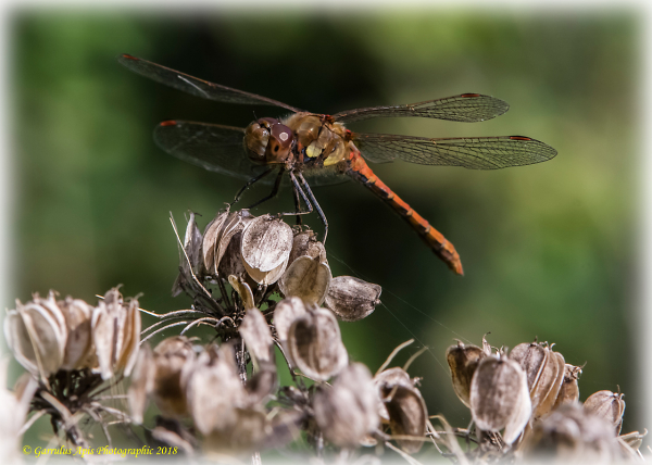 Common Darter (Sympetrum striolatum)