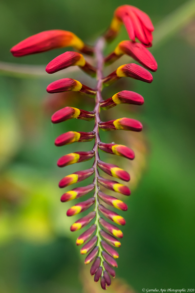 Crocosmia after the rain