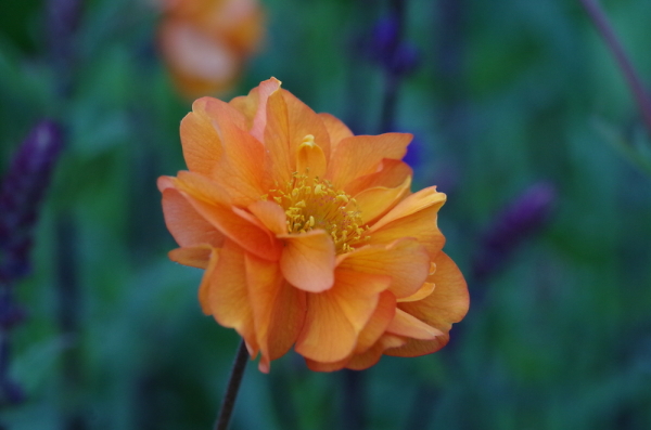 Definitely Orange