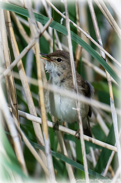 Eurasian Reed Warbler