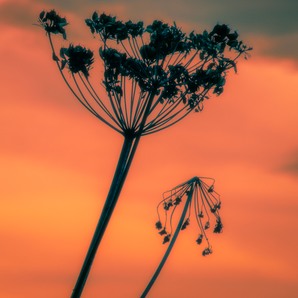 Ex-Flower Sunset