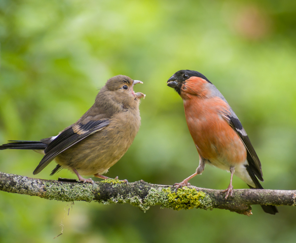 Feeding Time