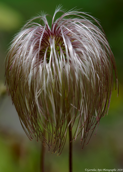 Fringe Benefits!