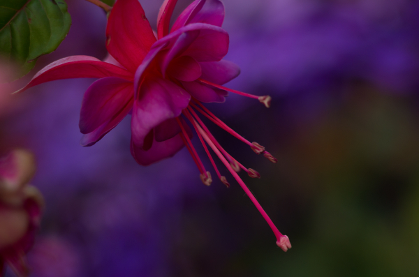 Fuchsia