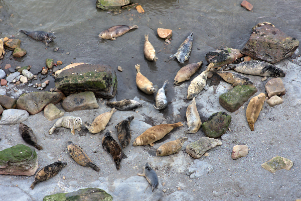 Furry Rocks
