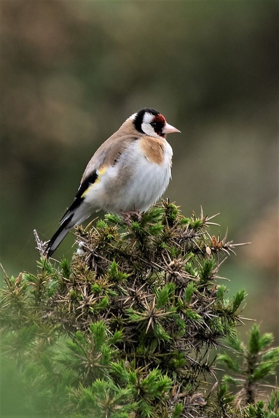 Goldie on gorse