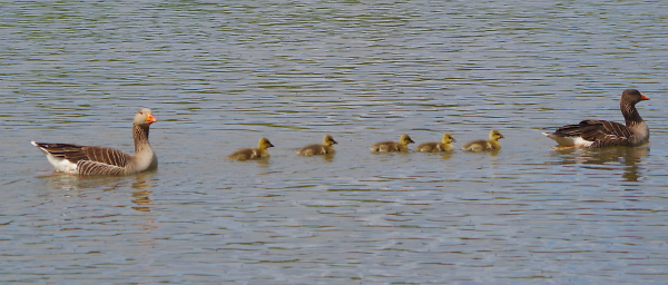 Goose family