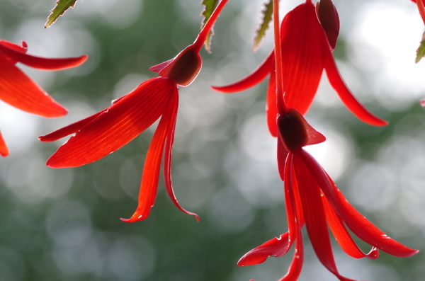 Hanging Basket