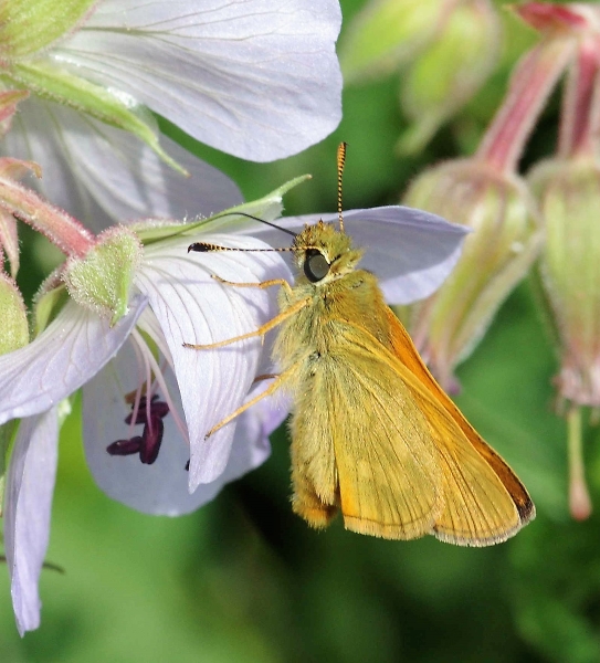 Large Skipper