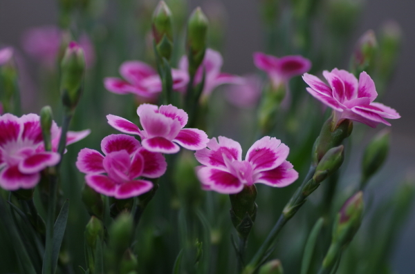 Line of Pinks