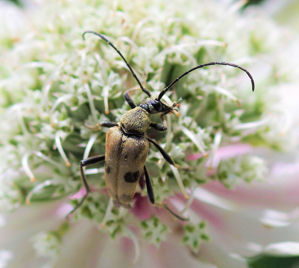 Longhorn Beetle
