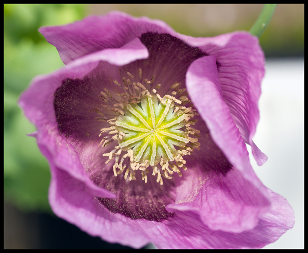 Poppy centre