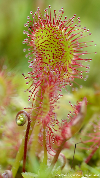 Round-leaved Sundew (Drosera rotundiflora)