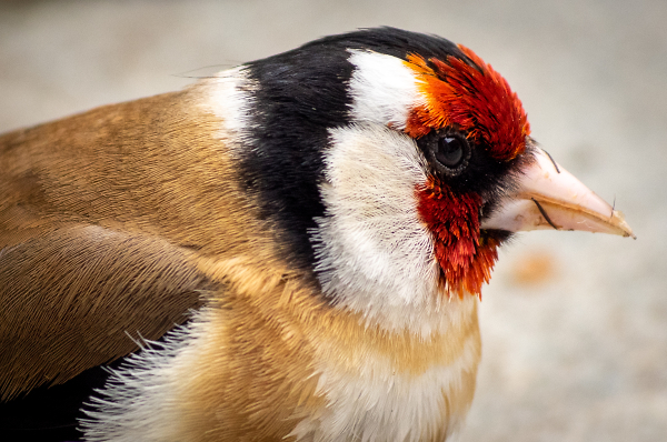 Shocked Goldfinch