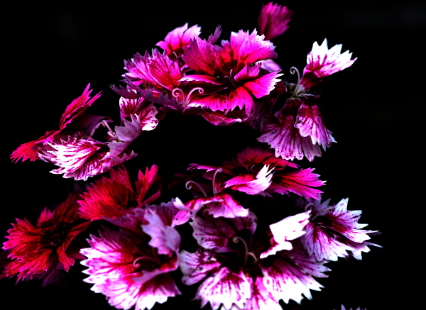 Sweet William Arrangement