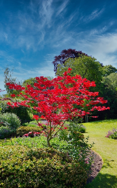 The Acer