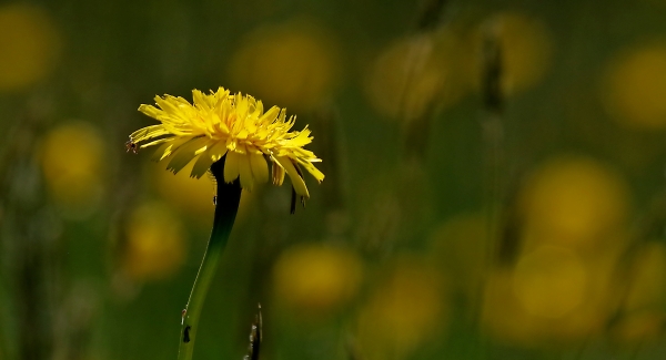 The spider and the dandelion