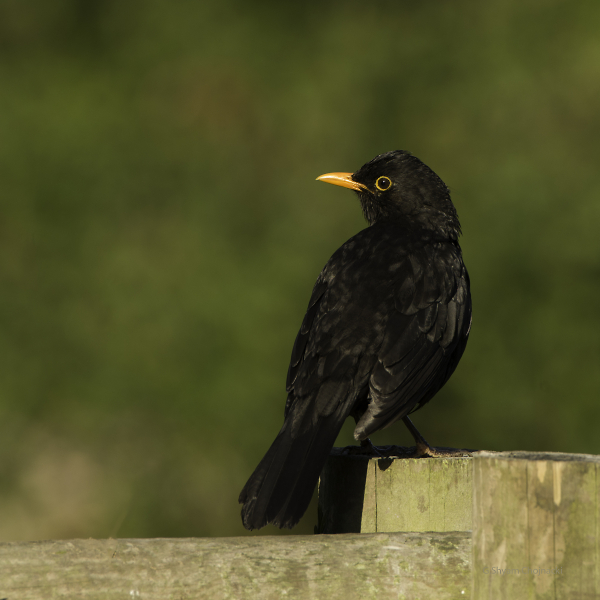 Turdus merula