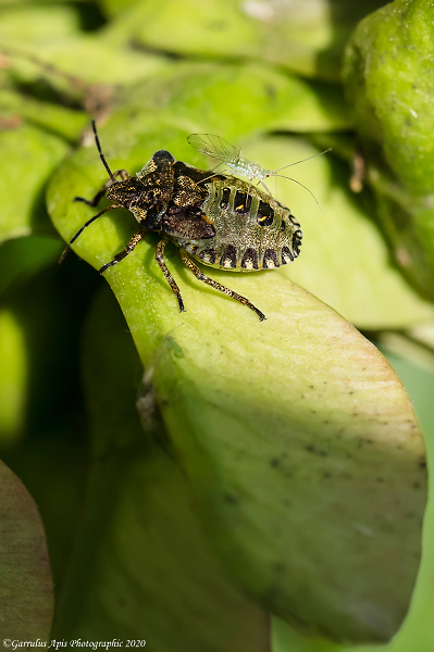 Uber Shieldbug with fare