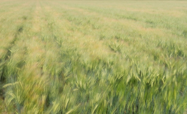 Wind in the Wheat