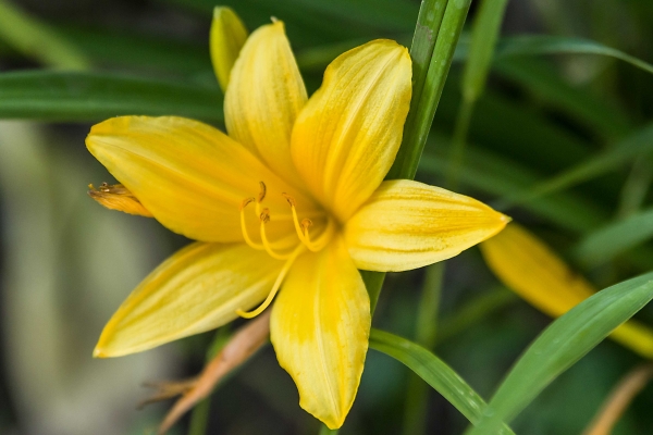 Lily