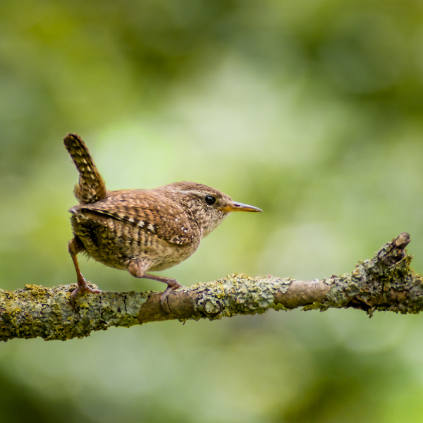 Wren