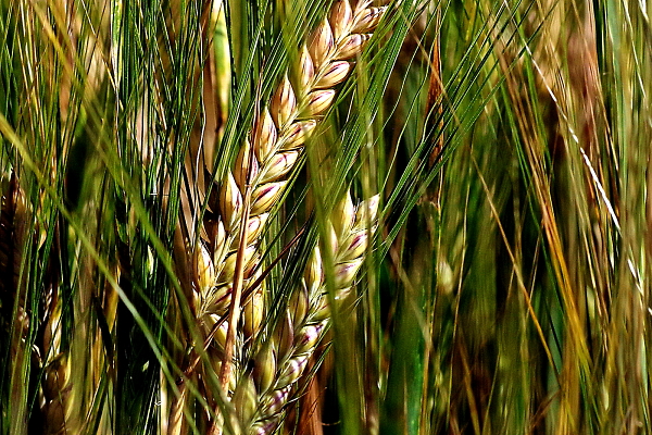 Barley