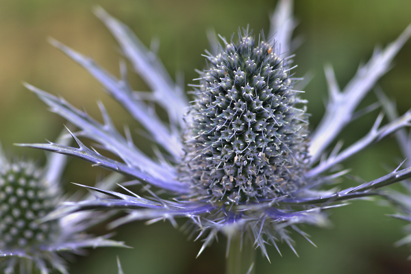 Blue Thistle
