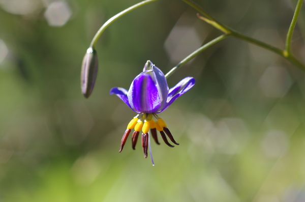 Dianella admixta ( Black-anther flax lily )