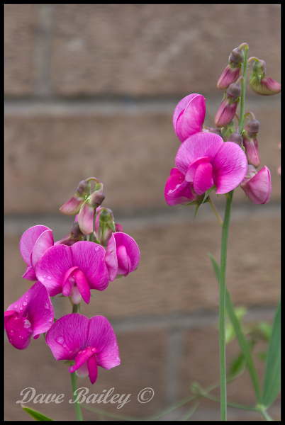 Everlasting Sweet Pea