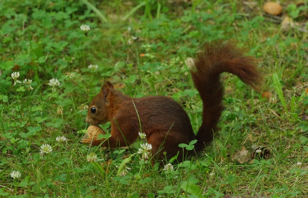Happy squirrel !