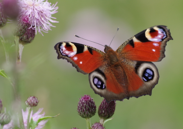 Peacock butterfly