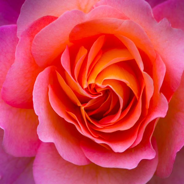Pink and Orange Rose.
