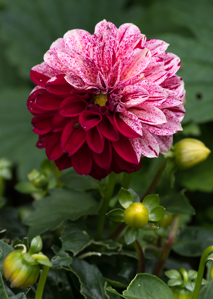 Schizophrenic dahlia