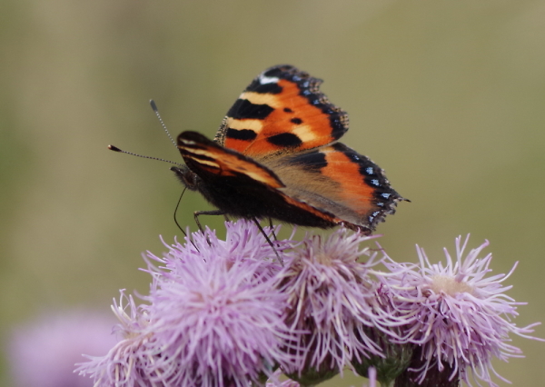 Small Tortoiseshell