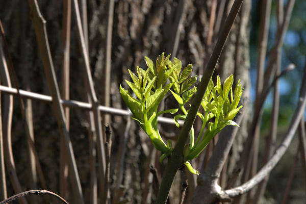 Spring Shoot