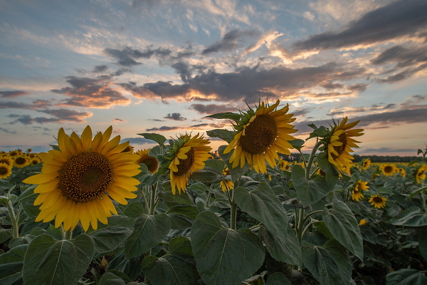 SUNFLOWERS