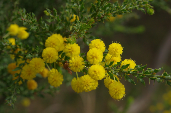 The Golden Wattle