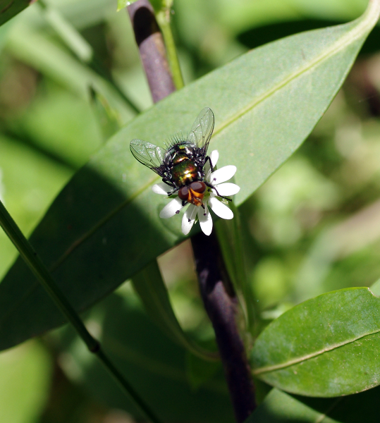 The many colours on a common fly.